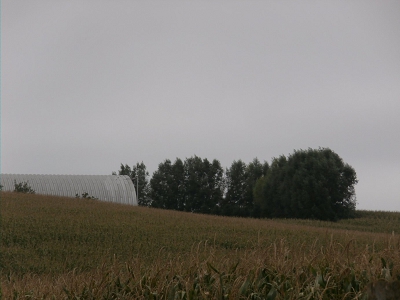 Fast-Growing-Farmstead-Windbreak